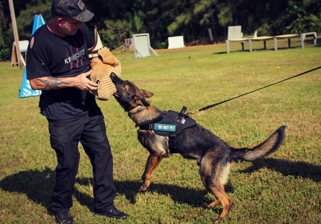 Gallery – Gulf Coast Schutzhund Club